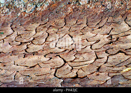 Diese Nahaufnahme von einem trockenen Flussbett in Utah, ist ein klarer Beweis für den Klimawandel Stockfoto