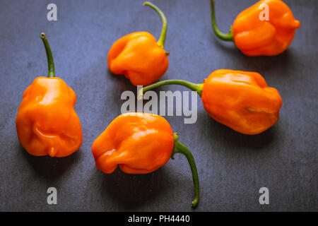 Gruppierung von Raw orange Habaneros auf einem Schiefer Oberfläche Stockfoto