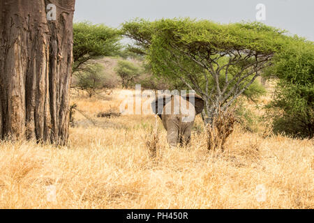 Eine einzelne Elefanten, von einem Baobob Baum in den Schatten gestellt, zu Fuß in Richtung der Akazie Wald im ngorogoro Conservation Area, Tansania, Afrika Stockfoto