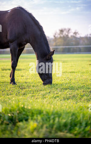 Braunes Pferd Beweidung in einem üppigen grünen Weide an einem sonnigen Tag. Stockfoto