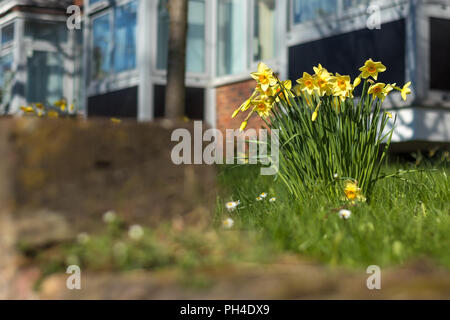 Geringe Aussicht auf einer einsamen Bündel Gelb der Narzissen inmitten des Grases in einem Haus Garten in London während einer schönen Frühling Ostern Stockfoto