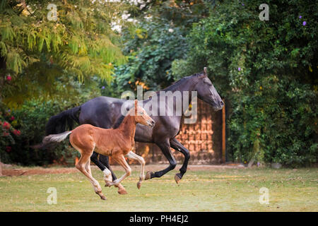 Marwari Pferd. Bay Stute mit Fohlen, in einem paddock galoppieren. Indien Stockfoto