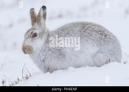 Schneehase (Lepus timidus). In weiß winter Mantel Erwachsener (Fell) im Schnee. Cairngorms National Park, Schottland Stockfoto