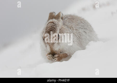 Schneehase (Lepus timidus). In weiß winter Mantel Erwachsener (Fell) im Schnee, Pflege. Cairngorms National Park, Schottland Stockfoto