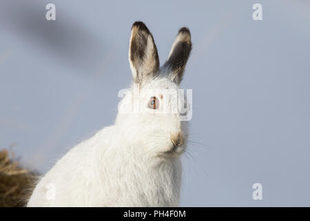 Schneehase (Lepus timidus). Portrait von Erwachsenen in weiss Winter Mantel (Fell). Cairngorms National Park, Schottland Stockfoto