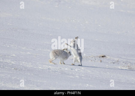 Schneehase (Lepus timidus). Paar winter Mantel (Fell) Boxing im Schnee. Cairngorms National Park, Schottland Stockfoto