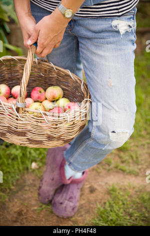 Nahaufnahme von Vintage Korb mit Bio Apfel in die Hände der Frau. Garten Ernte. Sommer. im Freien. Frau mit einem großen Korb mit Obst. Gesunde lifestyl Stockfoto