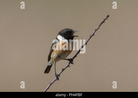 Schwarzkehlchen (Saxicola torquata). Männchen auf dem Zweig gehockt, Gesang. Deutschland Stockfoto