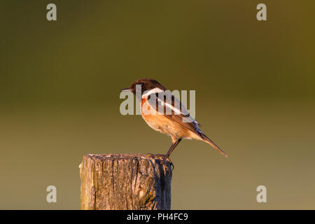 Schwarzkehlchen (Saxicola torquata). Männchen auf Post thront. Deutschland Stockfoto