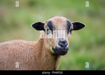 Kamerun Schafe. Portrait von Schaf auf einer Weide. Deutschland Stockfoto