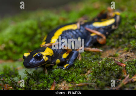 Feuersalamander (Salamandra salamandra) auf Moss. Nationalpark Harz, Sachsen-Anhalt, Deutschland Stockfoto