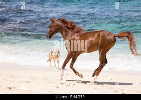 Arabische Pferd. Fuchswallach Galopp an einem tropischen Strand, durch Tamaskan Hund bewacht. Seychellen Stockfoto