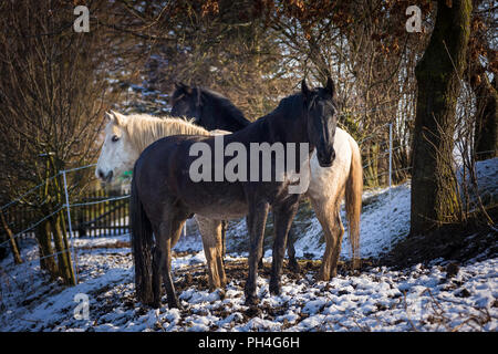 Reine Spanische Pferd, andalusische und Murgese. Drei Pferde auf einer Weide im Winter. Deutschland Stockfoto