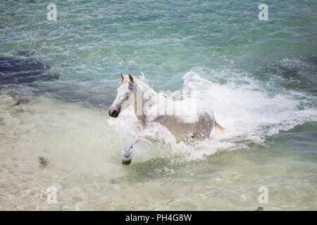 Seychellen Pony. Grau nach Mare im Meer. Seychellen Stockfoto