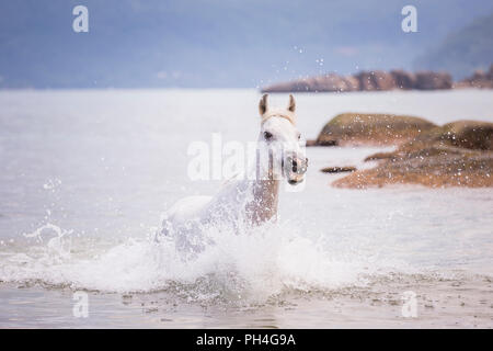 Seychellen Pony. Grau nach Mare im Meer. Seychellen Stockfoto