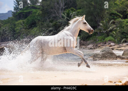 Seychellen Pony. Grau nach mare Galopp aus dem Meer. Seychellen Stockfoto