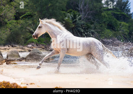 Seychellen Pony. Grau nach mare Galopp aus dem Meer. Seychellen Stockfoto