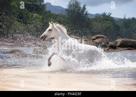 Seychellen Pony. Grau nach Mare im Meer. Seychellen Stockfoto