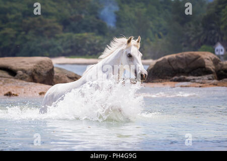 Seychellen Pony. Grau nach Mare im Meer. Seychellen Stockfoto