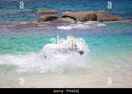 Seychellen Pony. Grau nach Mare im Meer. Seychellen Stockfoto