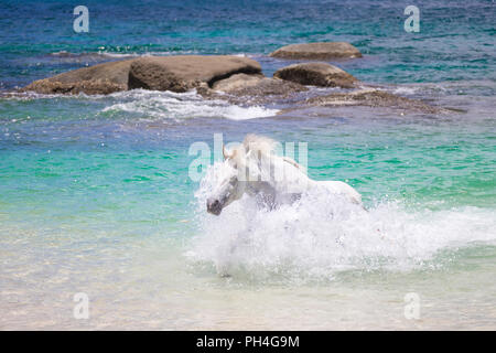 Seychellen Pony. Grau nach Mare im Meer. Seychellen Stockfoto