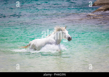 Seychellen Pony. Grau nach Mare im Meer. Seychellen Stockfoto