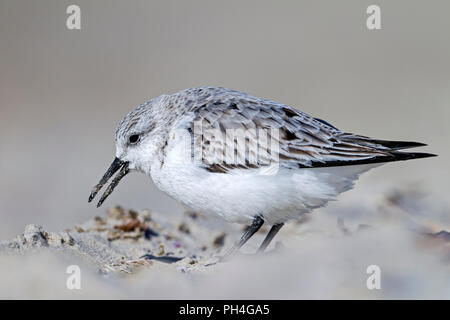 Sanderling (Calidris alba). In den nicht nach - Zucht Gefieder futtersuche am Strand. Deutschland Stockfoto