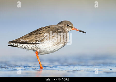 Gemeinsame Rotschenkel (Tringa totanus) in nicht-Zucht Gefieder stehen im flachen Wasser. Deutschland Stockfoto