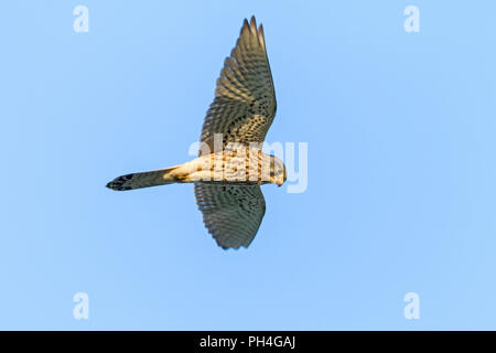 Turmfalke (Falco tinnunculus). Männchen im Flug, schweben. Deutschland Stockfoto