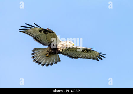 Rauen-legged Mäusebussard (Buteo lagopus) im Schwebeflug, Deutschland Stockfoto