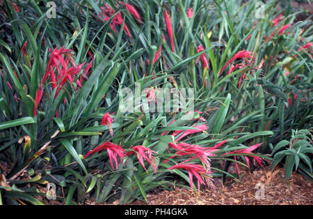 Garten Bett von Tränen der Königin (BILLBERGIA NUTANS) Familie: BROMELIACEAE Stockfoto