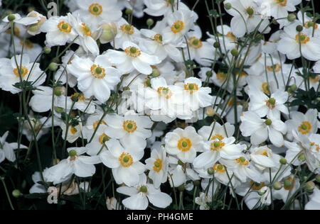 JAPANISCHE WINDBLUMEN ODER JAPANISCHE ANEMONEN (ANEMONE X HYBRIDA) Stockfoto