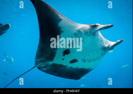 Manta Ray am Georgia Aquarium in Atlanta, Georgia. (USA) Stockfoto