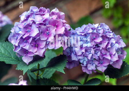 Hortensia blaue Blume, Blüten Blaue Hortensia macrophylla Blüten Stockfoto