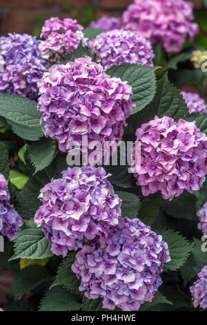 Hortensien Blüten, blau und violett, Hydrangea macrophylla Stockfoto