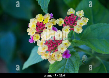 Lantana camara, auch bekannt als Big-Salbei (Malaysia), wild - Salbei, Rot - Salbei, Weißer Salbei - tropische Blume. Stockfoto