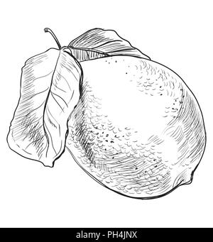 Hand gezeichnet Obst - Zitrone. Vektor monochromen Abbildung auf weißem Hintergrund. Stock Vektor