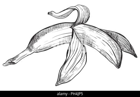 Hand gezeichnet Obst- Banane. Vektor monochromen Abbildung auf weißem Hintergrund. Stock Vektor