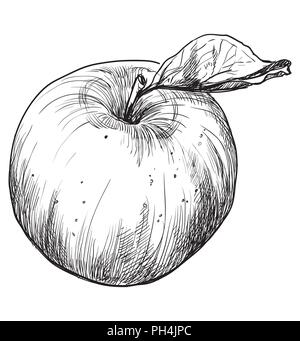 Hand gezeichnet Obst - Apple. Vektor monochromen Abbildung auf weißem Hintergrund. Stock Vektor