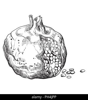 Hand gezeichnet Obst - Granatapfel. Vektor monochromen Abbildung auf weißem Hintergrund. Stock Vektor