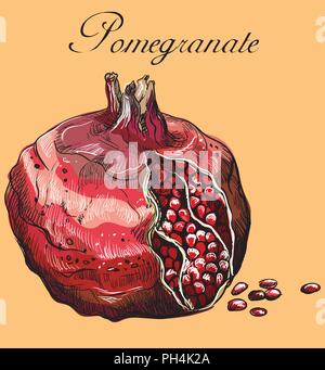 Hand gezeichnet Obst - Granatapfel. Vektor bunte Abbildung auf orangefarbenem Hintergrund isoliert. Stock Vektor