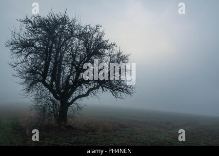 Düstere Landschaft mit einem einzelnen Baum ohne Blätter, auf einem gefrorenen Feld, der im Morgennebel, an einem kalten Tag im Winter. Stockfoto