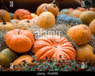 Viele große orange Kürbisse liegen im Stroh. Herbst Straße Dekoration. Herbst Ernte der Kürbisse vorbereitet für den Urlaub. Stockfoto