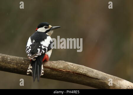 Wunderschöne Buntspecht ruht auf einer Stange in den Wäldern. Stockfoto