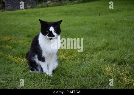 Cat setzte sich auf das Gras Stockfoto