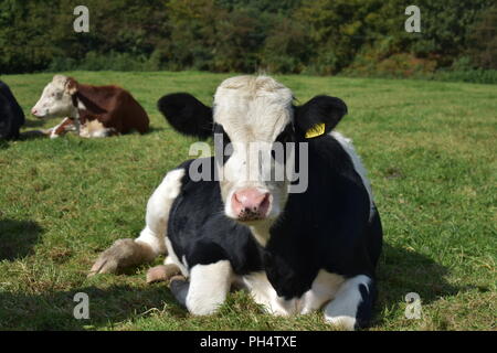 Schwarz / Weiß Kuh liegend Stockfoto