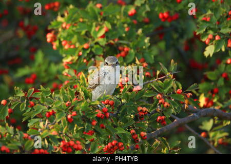 Rotkopfwürger shrike Junge auf hawthorn Tree Stockfoto