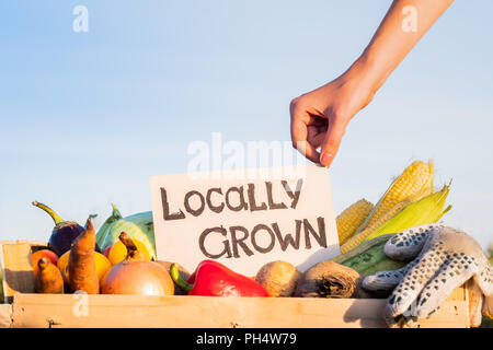 Verpackung mit voller Natur Bio Gemüse. Frau Hand 'heimischen' Zeichen auf Stapel von frischem Gemüse im landwirtschaftlichen Bereich. Stockfoto