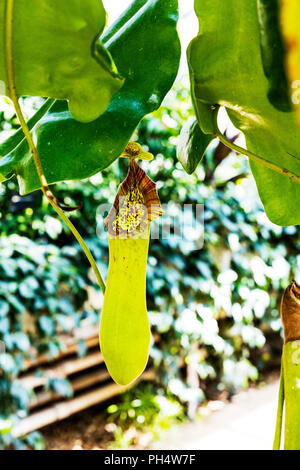 Nepenthes truncata, tropischen Kannenpflanze, Philippinen pflanzen, Tropische Schlauchpflanzen, Nepenthes truncata truncata Pflanze Nepenthes Kannenpflanze, Stockfoto