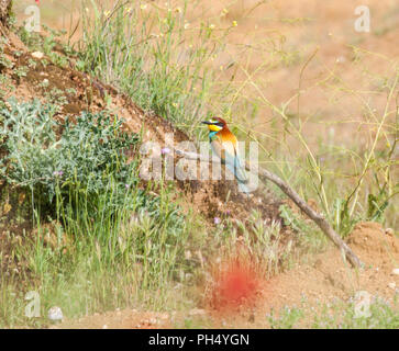 Europäische Bee Eater Merops apiaster in der spanischen Landschaft in der Nähe von Castrojeriz in Castilla y Leon Spanien Stockfoto